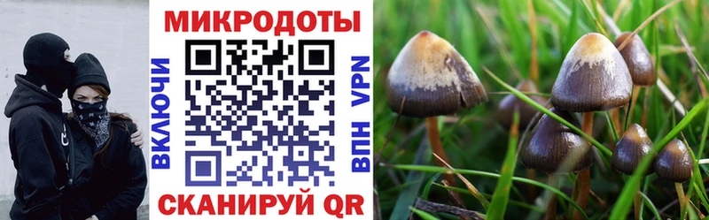 Псилоцибиновые грибы MAGIC MUSHROOMS  как найти закладки  Каменка 